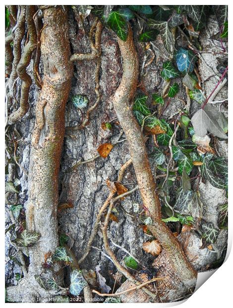 Adventitious roots with a stem of ivy growing on a tree Print by Ingo Menhard