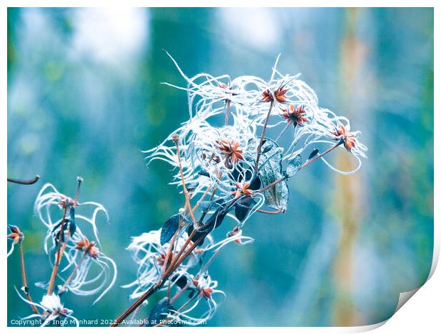 Beautiful macro shot of a frosted Clematis seeds Print by Ingo Menhard