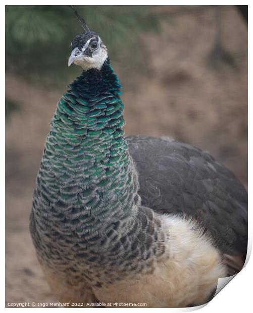 Closeup shot of an exotic peacock with colorful feathers on its neck Print by Ingo Menhard