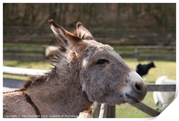 Selective focus shot of a domestic donkey on the f Print by Ingo Menhard