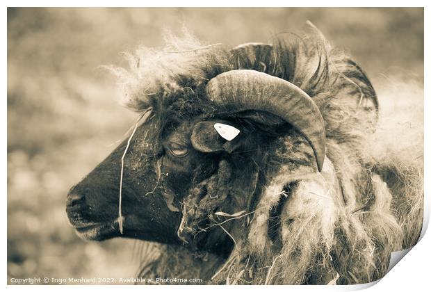Grayscale shot of a ram with big horns on the farm Print by Ingo Menhard