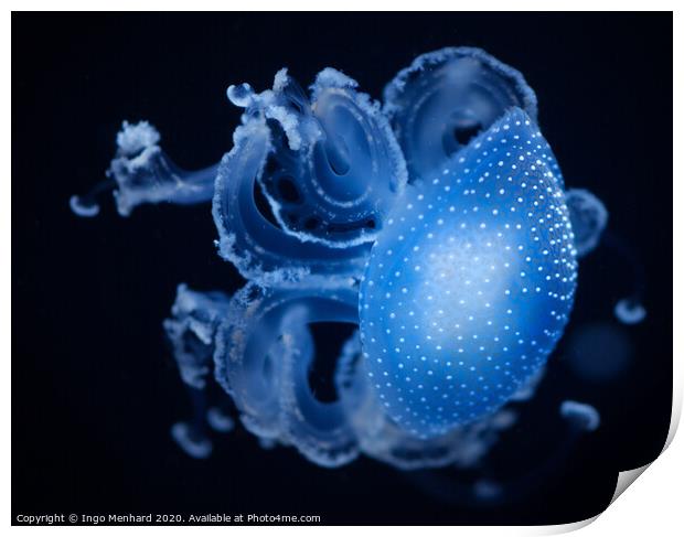 Blue motion jellyfish Print by Ingo Menhard