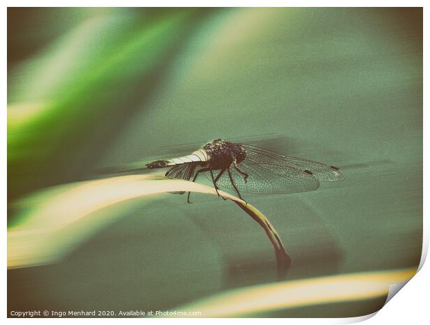 Dragonfly Print by Ingo Menhard