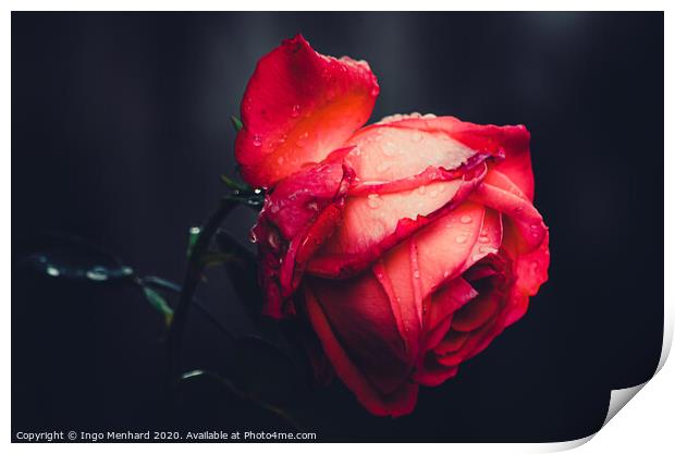 The beauty of a red rose Print by Ingo Menhard