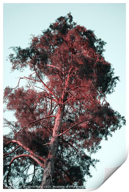 Red hair tree Print by Ingo Menhard
