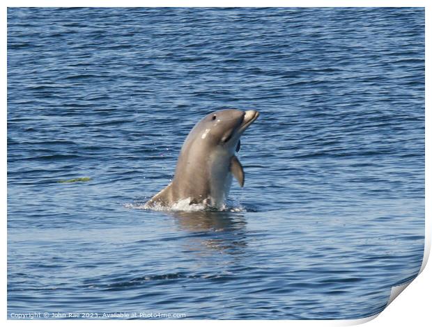 A dolphin in the river Clyde Print by John Rae