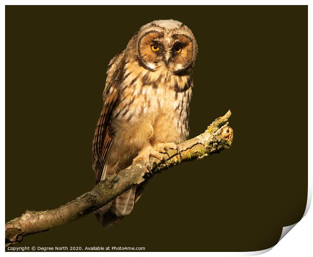Short Eared Owl Print by Degree North