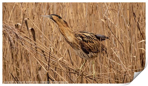 Bittern in the reeds Print by Degree North