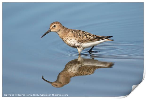 Dunlin Print by Degree North
