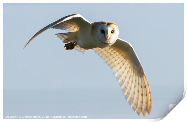 Barn owl flying Print by Degree North