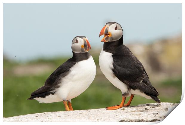 Two Puffins Print by Degree North