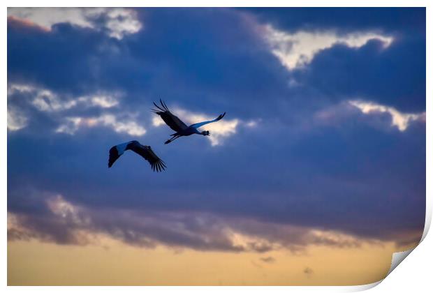 Cranes flying home in the Sunset Print by Tracey Turner