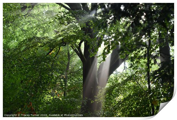 Tree Rays Print by Tracey Turner