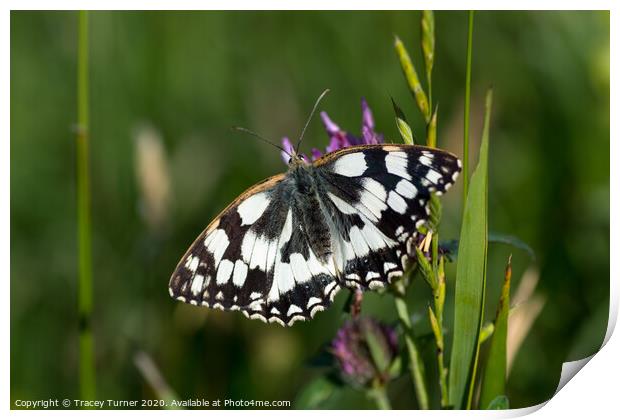 Marbled White Butterfly Print by Tracey Turner