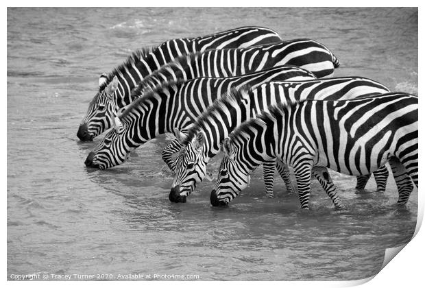 Thirsty Zebras! Print by Tracey Turner