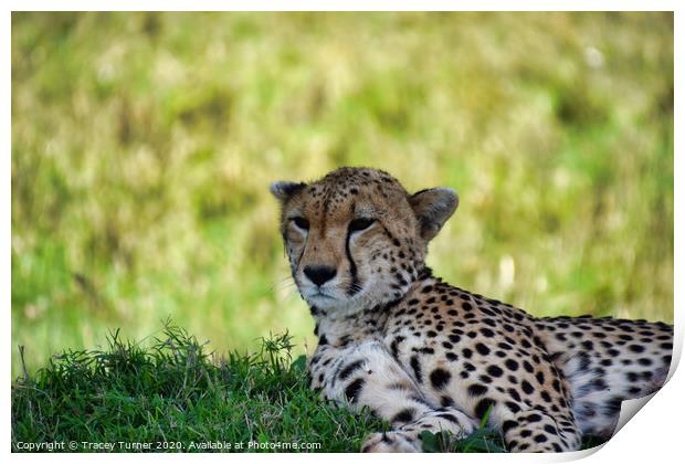 Cheetah in the Maasai Mara Print by Tracey Turner