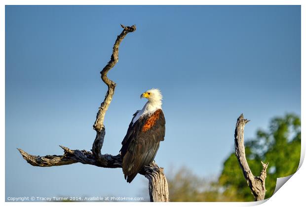 African Fish Eagle Print by Tracey Turner