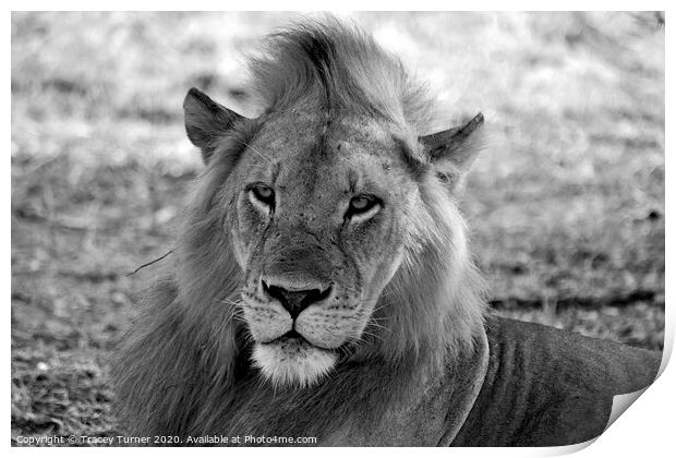 African Lion - King of the Jungle Print by Tracey Turner