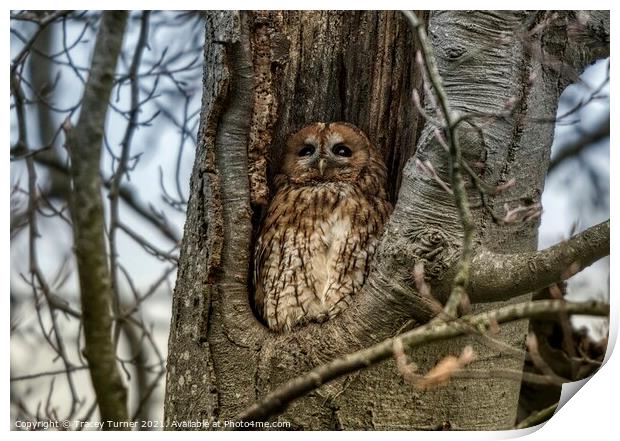 Roosting Tawny Owl Print by Tracey Turner