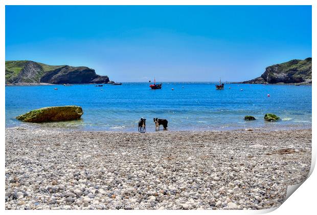 Lulworth Cove in Dorset Print by Tracey Turner