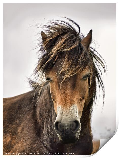 Exmoor Pony Print by Tracey Turner