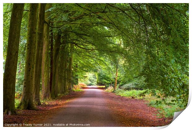The Enchanting Pathway Print by Tracey Turner