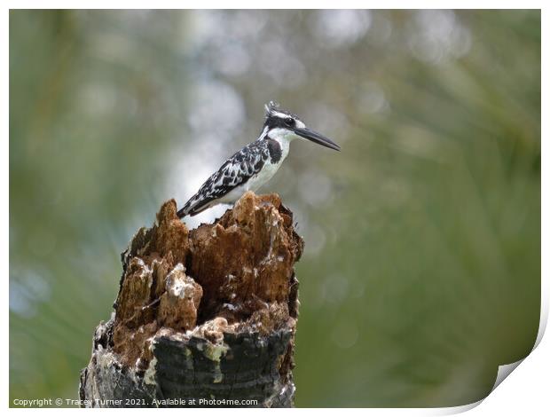 Striking Pied Kingfisher in Tanzania Print by Tracey Turner