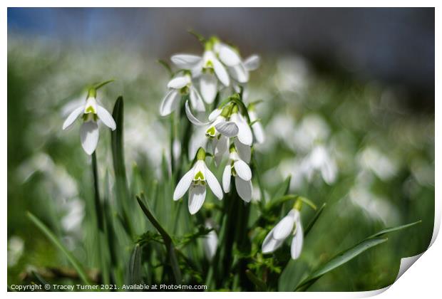Snowdrops in the Spring Light Print by Tracey Turner
