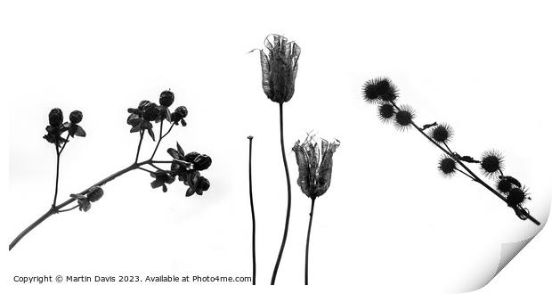 Winter Seed Heads Print by Martin Davis