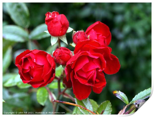 Red Roses Print by john hill