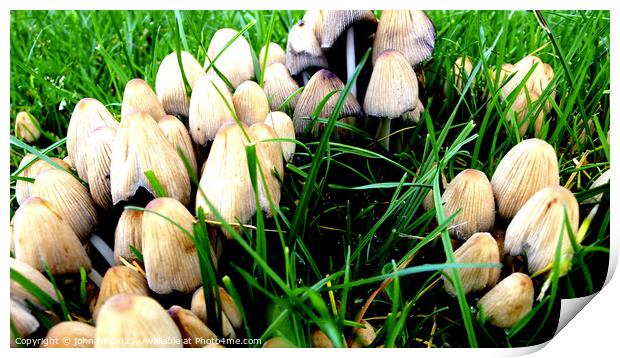 Toadstools or mushrooms Print by john hill