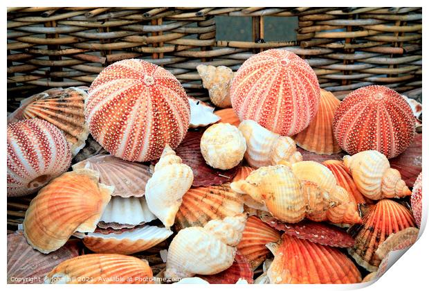 Seashells and Urchins. Print by john hill