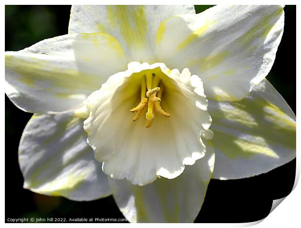 Hybrid White Daffodil. ( Narcissus ) Print by john hill