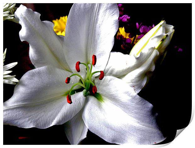 Lily-Lilium (Casa Blanca) Print by john hill