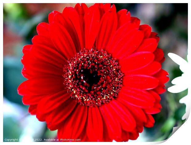 Gerbera red flower head in close up. Print by john hill