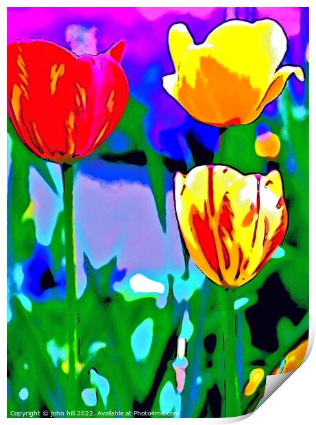 Plant flower, Tulips in Portrait. Print by john hill