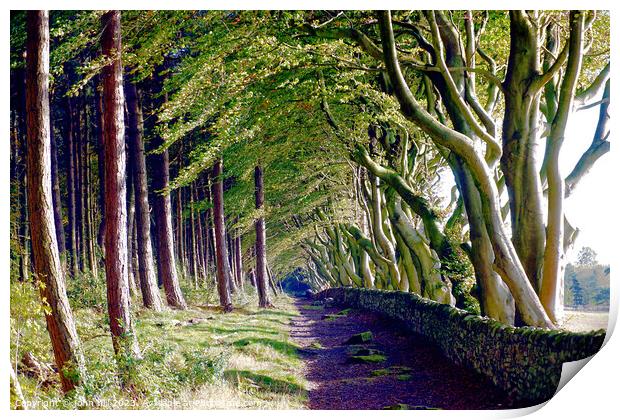 The Crooked Beech Avenue Print by john hill