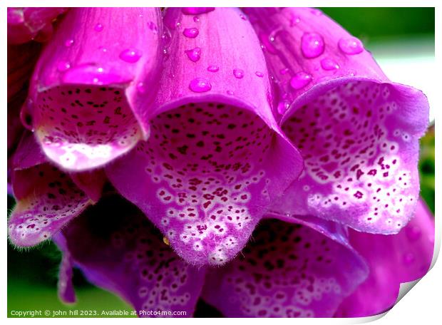 Rain-kissed Foxgloves Print by john hill