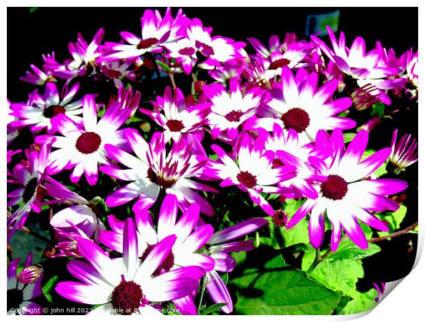 Vibrant Senetti Bicolour Flowers Print by john hill
