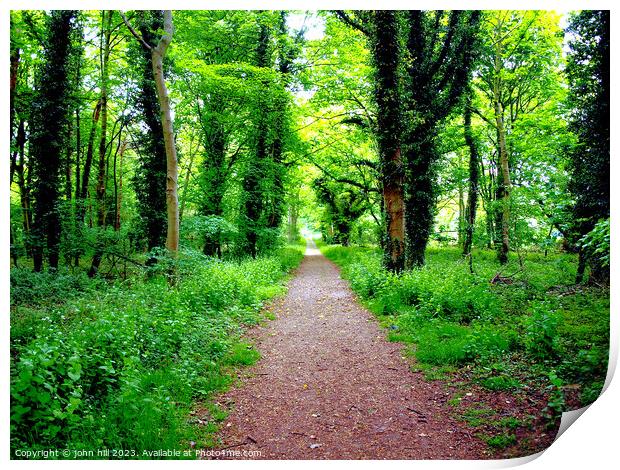Enchanting Forest Path Print by john hill