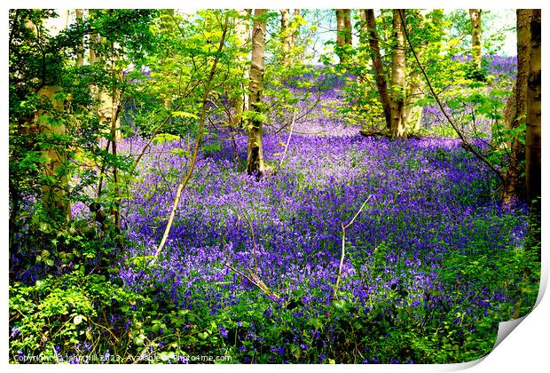 Enchanted Bluebell Woodland Print by john hill