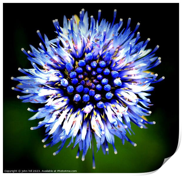 Wild Cornflower Print by john hill