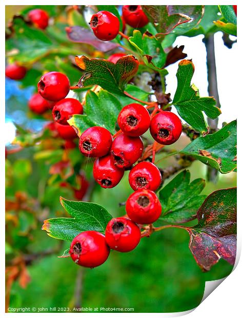 Hawthorne berries. Print by john hill