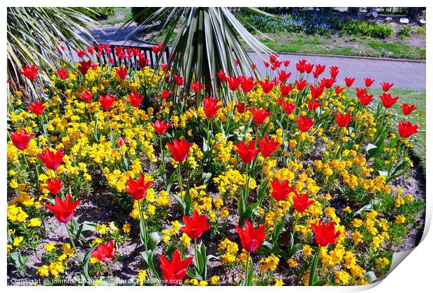 Tulips and Aurina in a bed in the South cliff gardens at Scarborough in North Yorkshire. Print by john hill