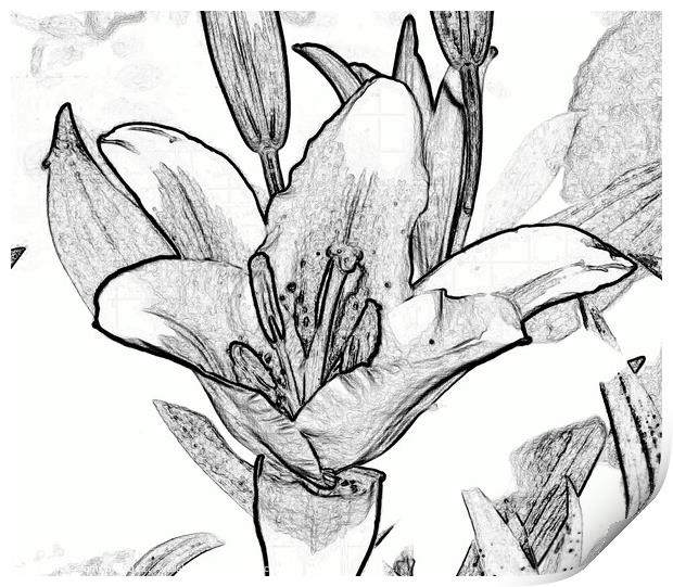 Digital black and white drawing of a Lily. Print by john hill