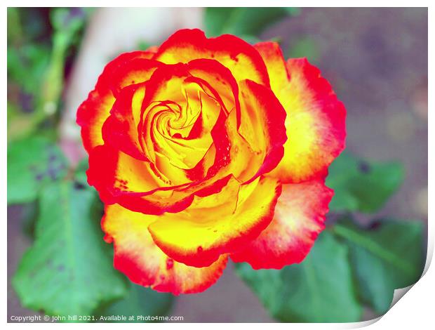  red and yellow Rose head in close up. Print by john hill