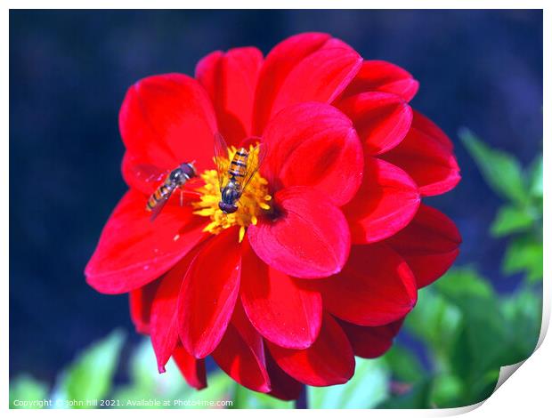 Dahlia (with Hoverflies) Print by john hill