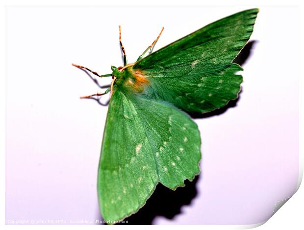 Green hairstreak butterfly. Print by john hill