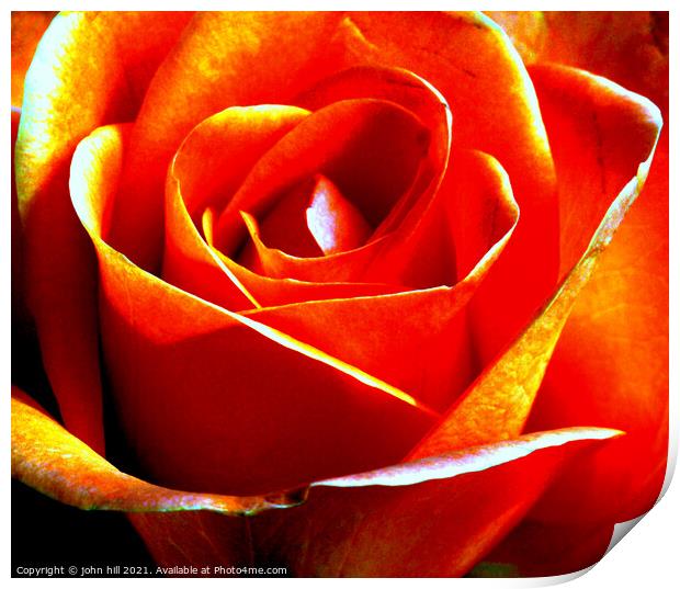  Abstract Pink rose in close-up Print by john hill