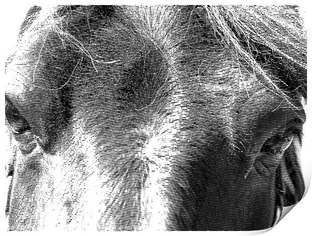 Majestic Equine Portrait Print by john hill